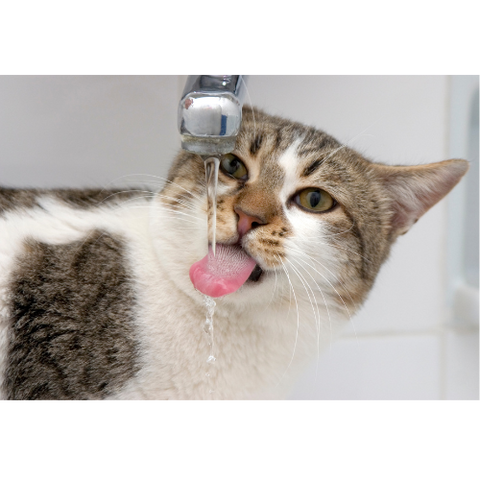 Waarom je kat meer of minder drinkt + dé oplossing