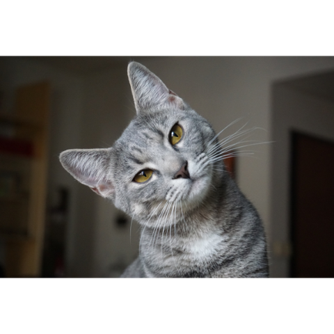 Katten en stromend water: Waarom ze er zo gek op zijn