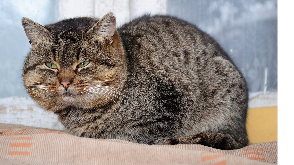 Is My Pet Overweight? How to Determine the Ideal Weight for Your Cat or Dog - SmartPaw