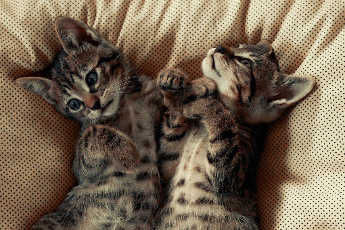 Twee katten liggen ontspannen naast elkaar op een deken