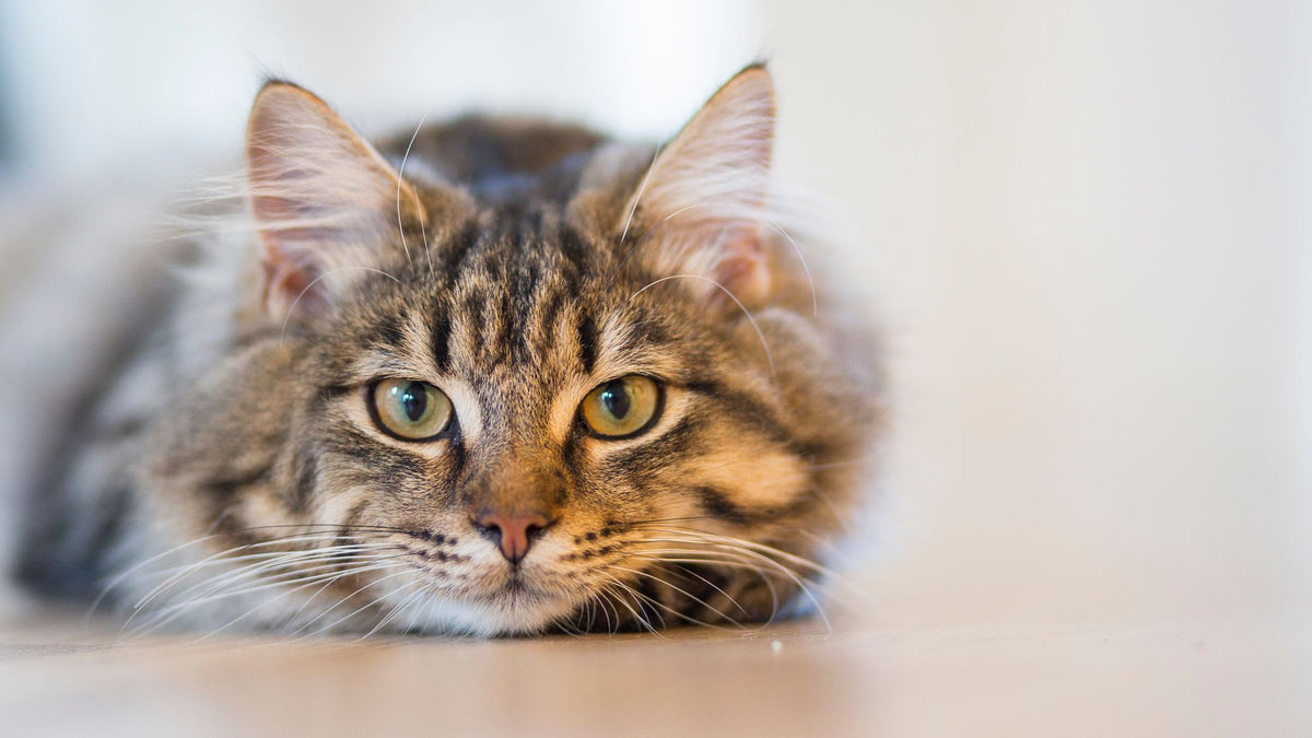 Cyperse kat ligt rustig op een lichte vloer