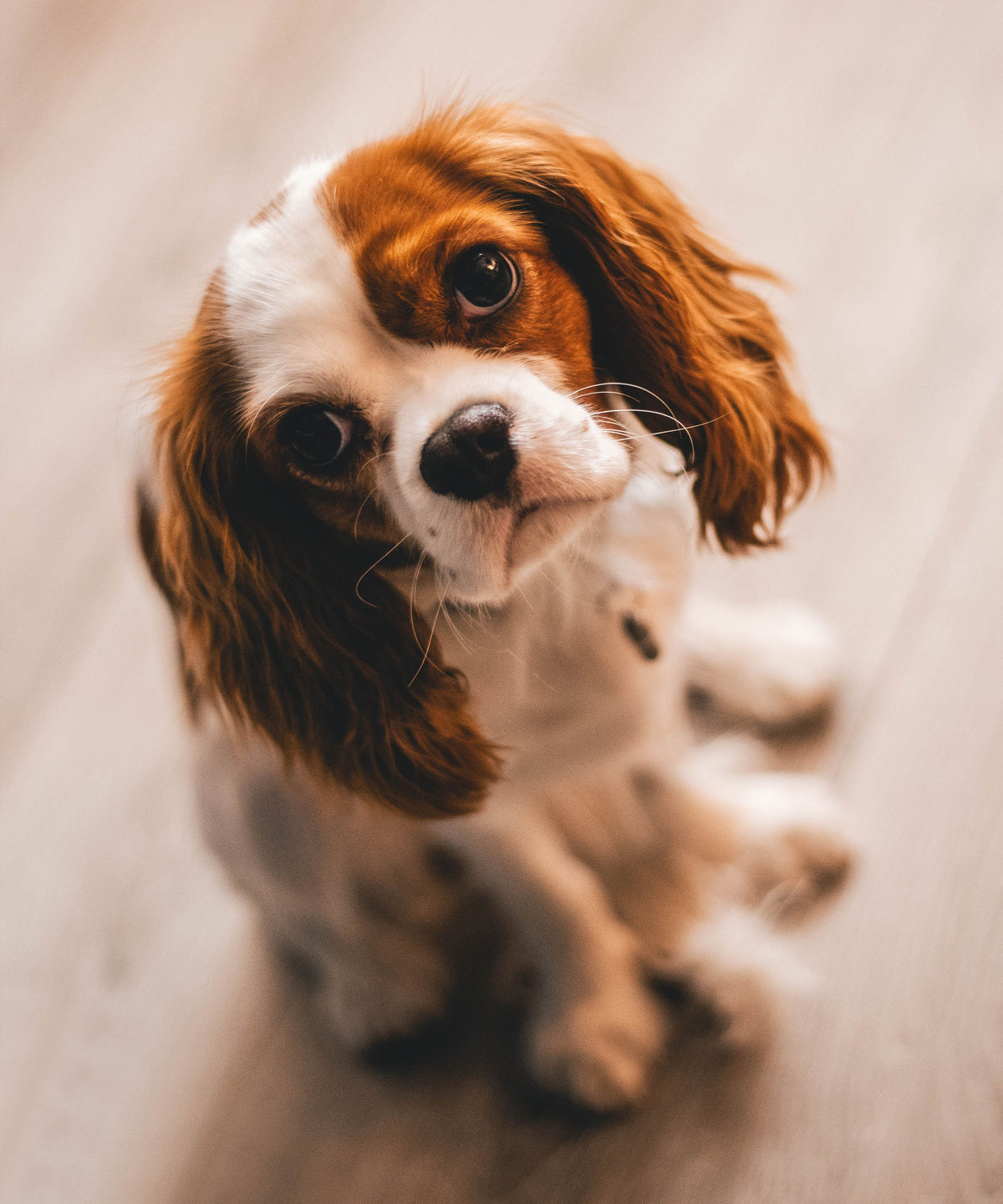 Cavalier King Charles-spaniël kijkt smekend omhoog