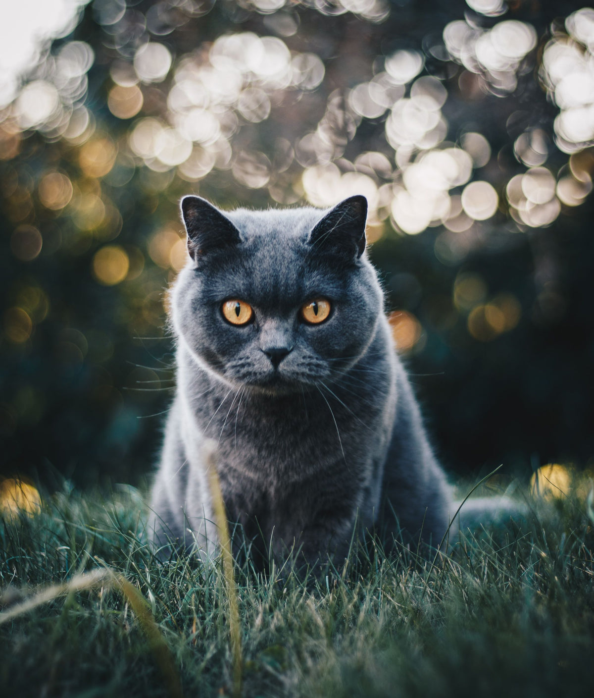 Grijze kat zittend in het gras