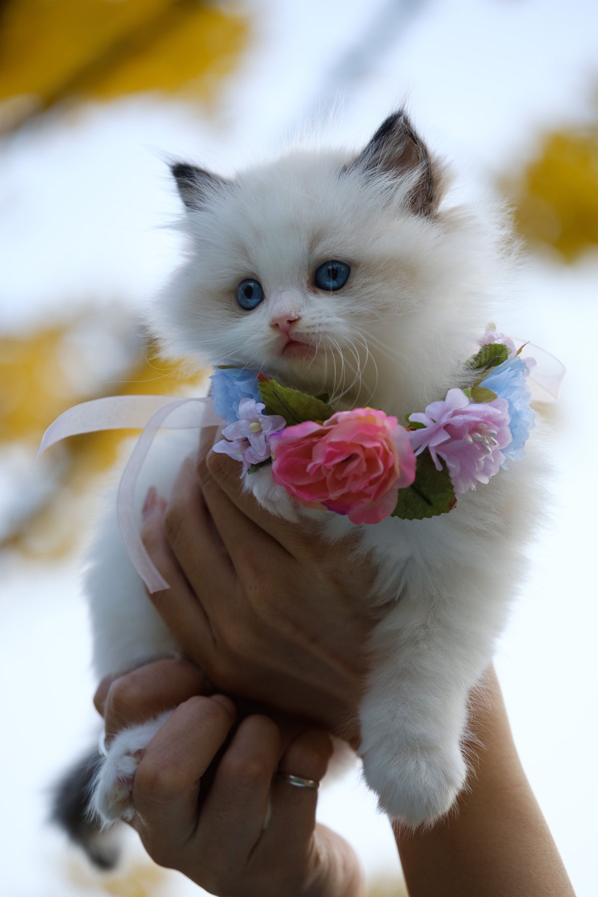 Jonge kitten wordt voorzichtig vastgehouden - hoe vaak moet een kitten eten