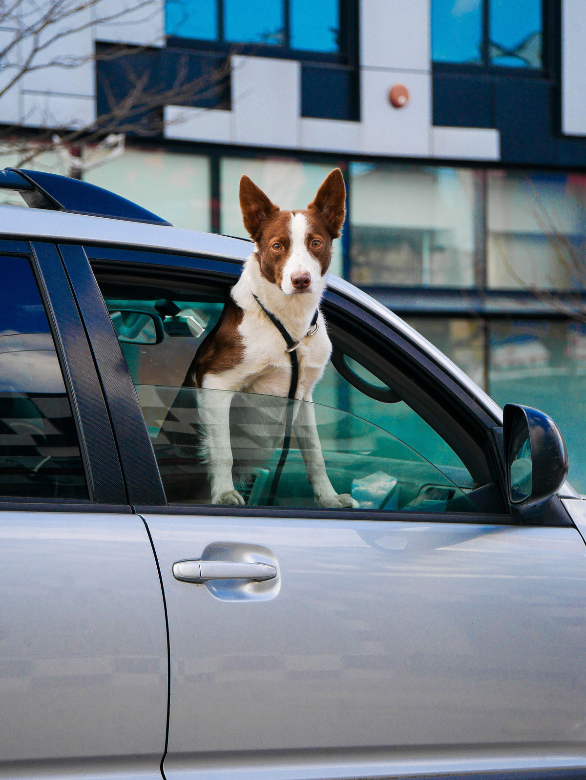 Hond kijkt tevreden uit het autoraam tijdens een rit