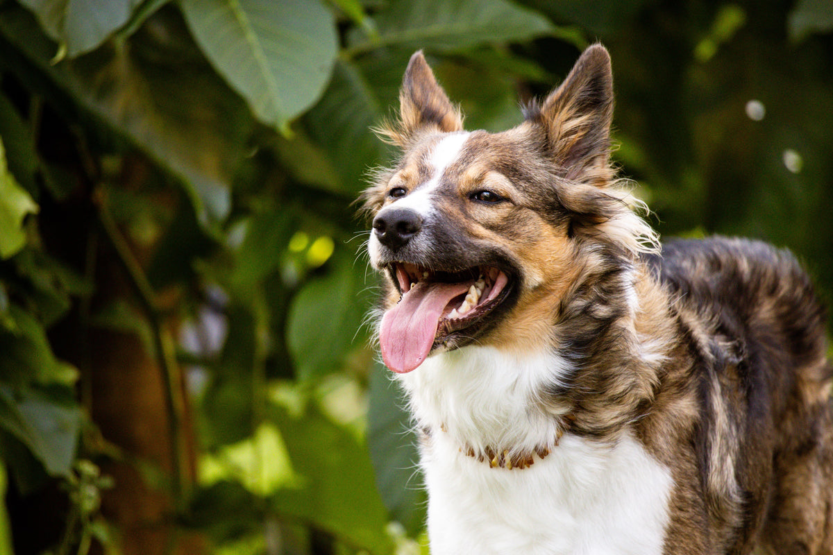 Langharige hond met dikke vacht wordt buiten geborsteld