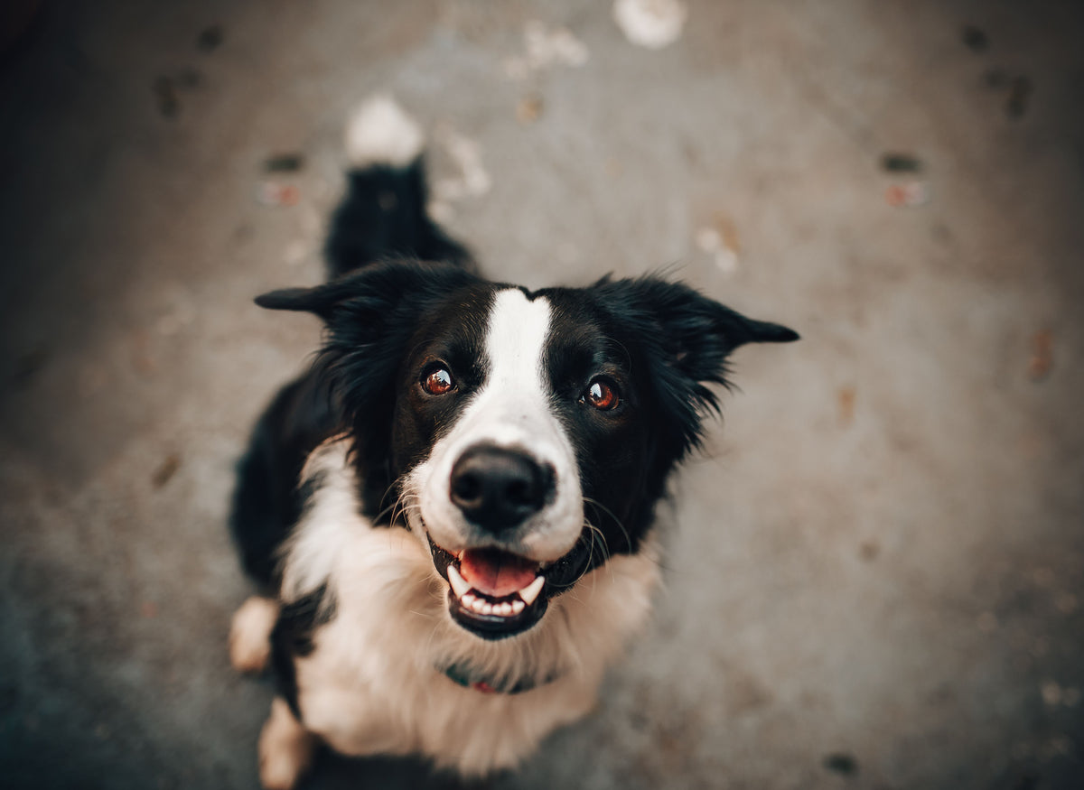Hond met hangoren die rustig geborsteld en verzorgd wordt