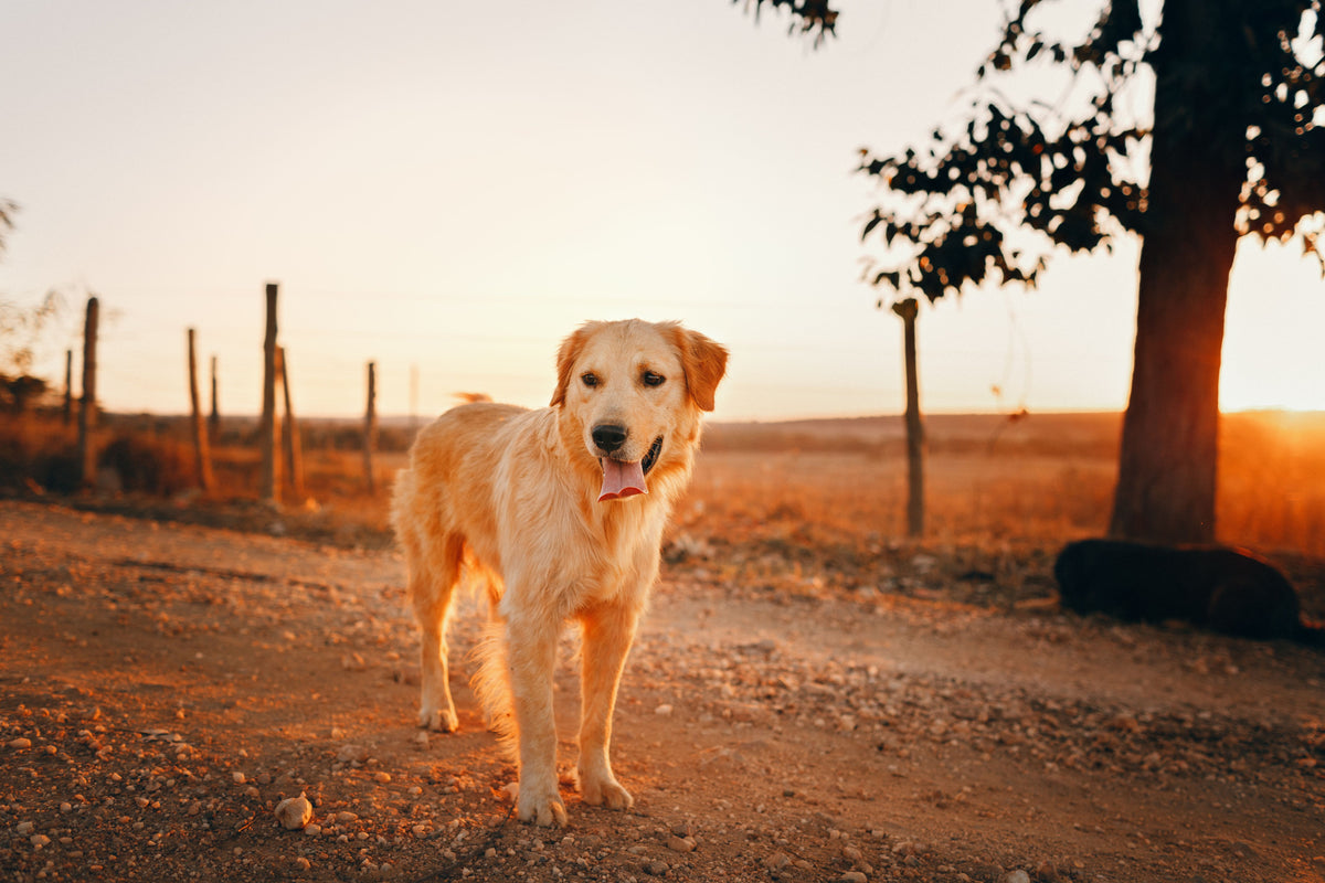 Golden retriever ligt buiten in het gras