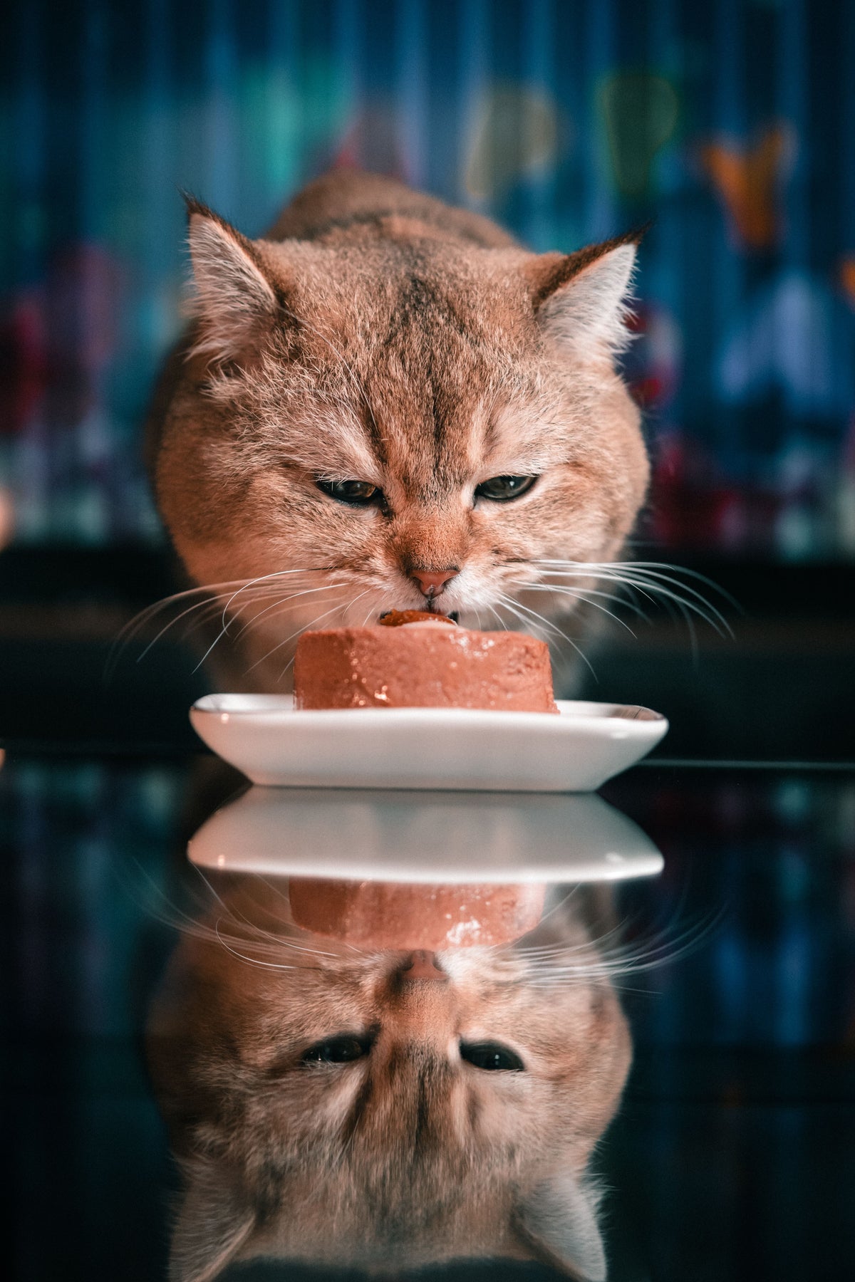 Kat eet uit een voerbakje