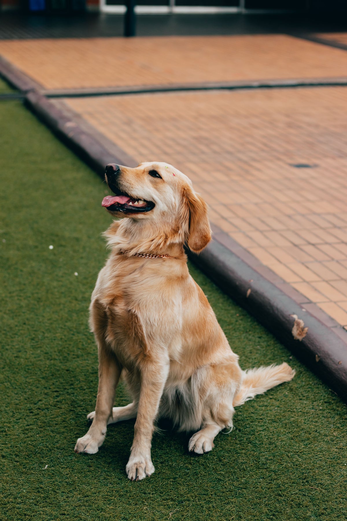 Golden retriever zit buiten en kijkt omhoog