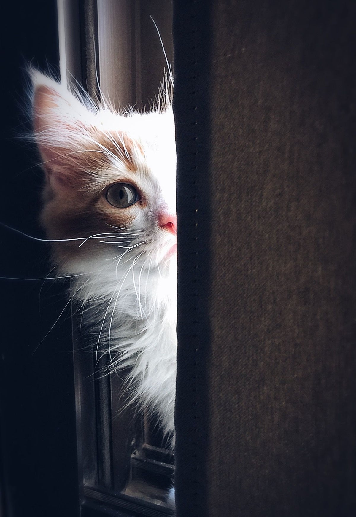 Pluizige rode kat kijkt door een raam, klaar voor vachtverzorging