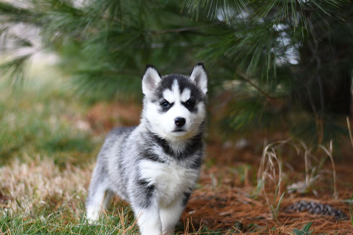 Husky-pup staat in het gras op zijn pootjes