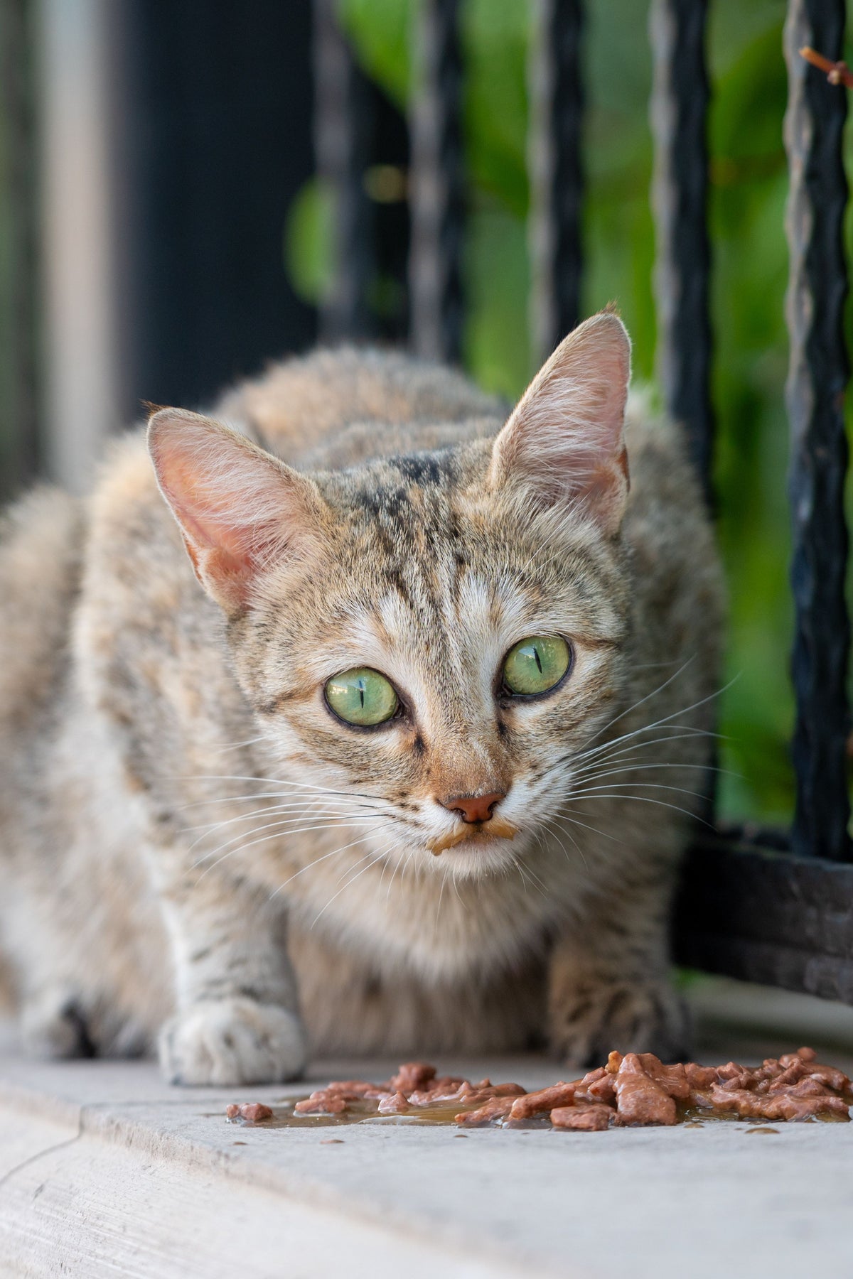 Cyperse kat eet uit een bakje