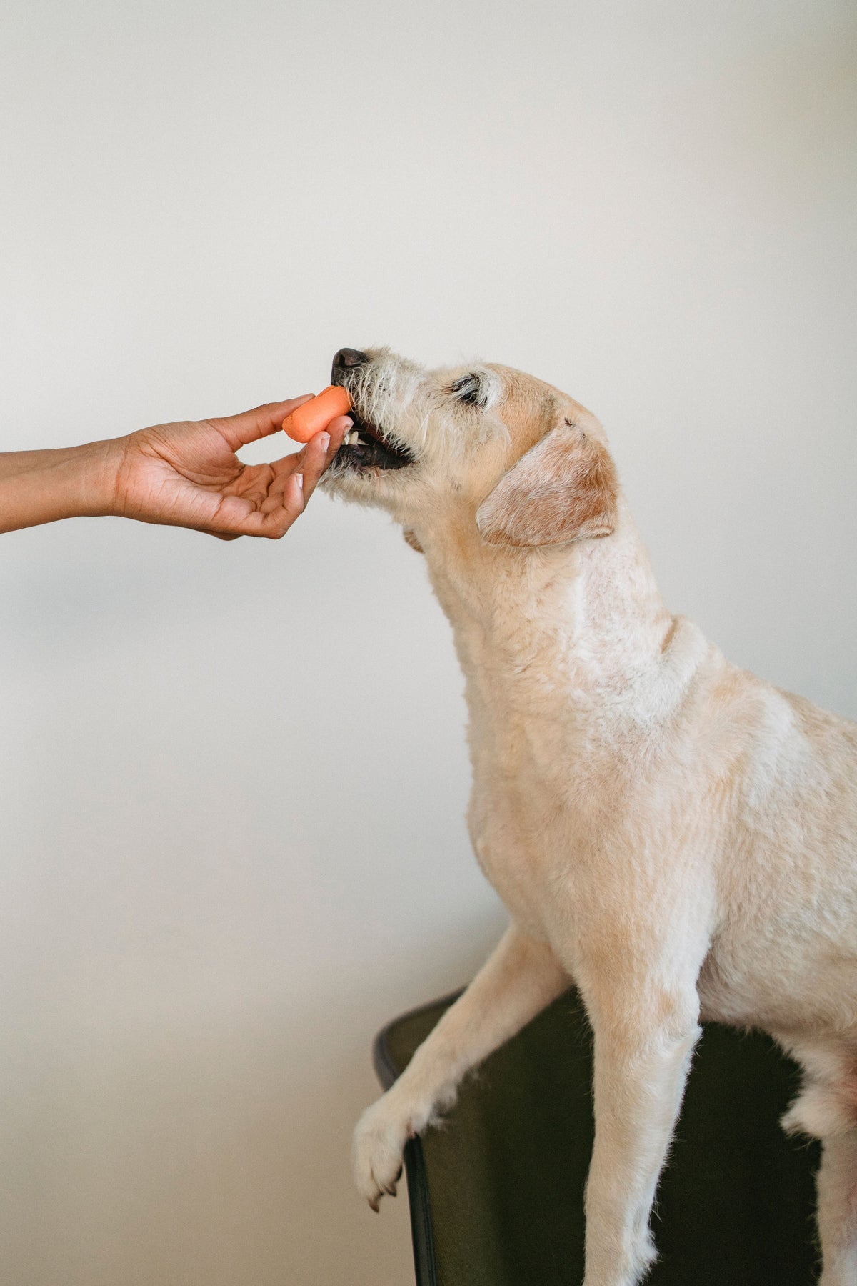 Hond eet een wortel