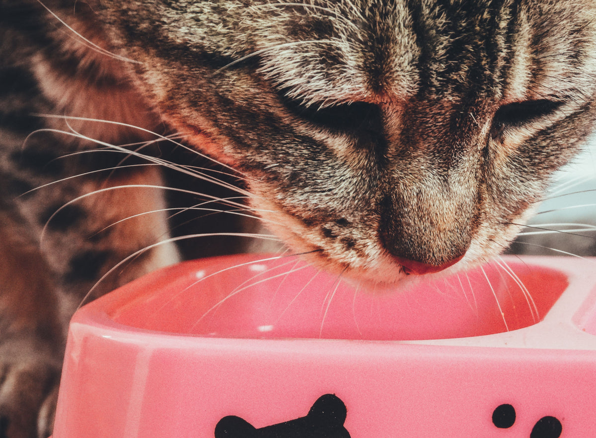 Tabbykat eet uit een roze voerbak