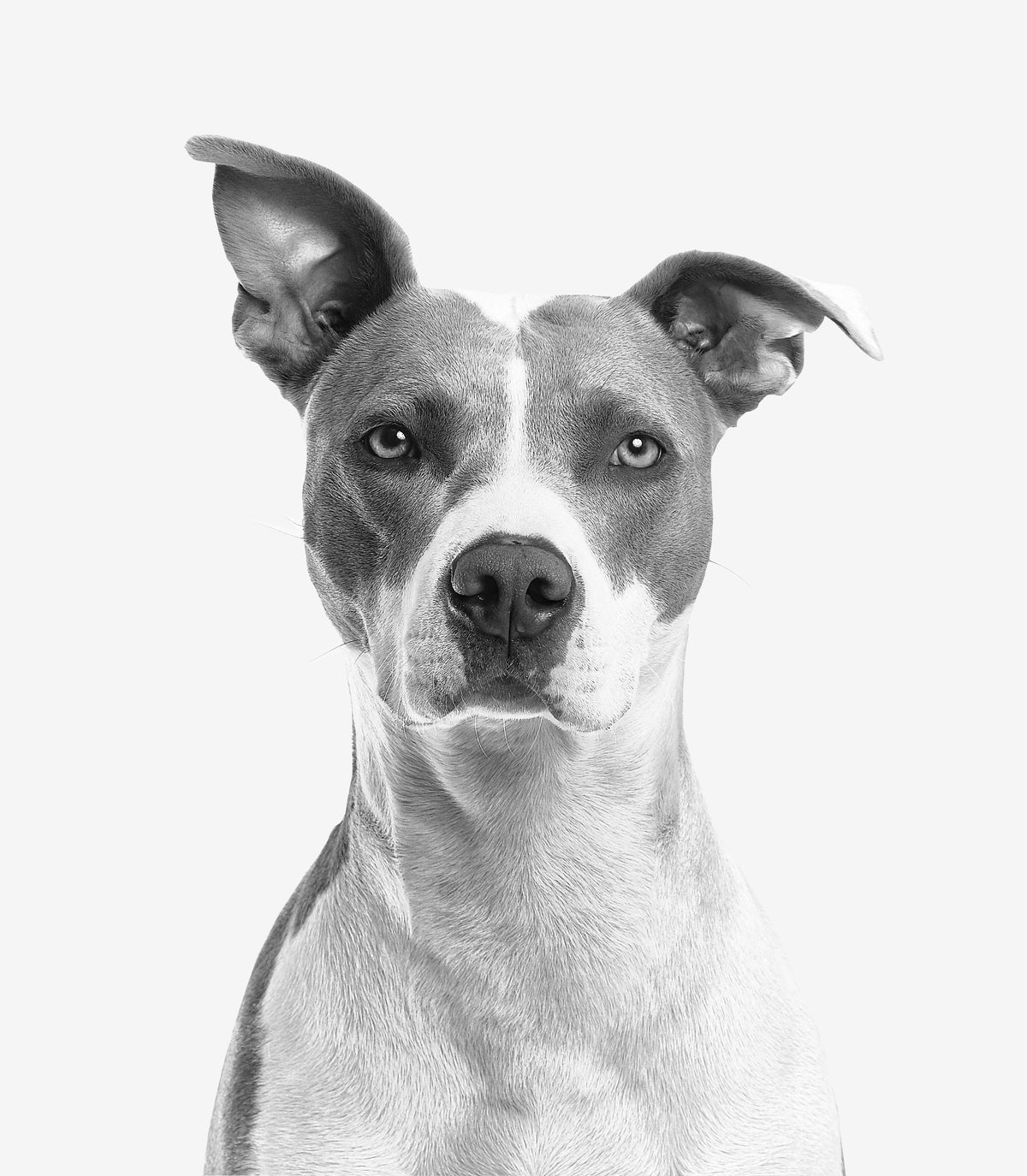 Oudere hond met rustige blik in zwart-wit