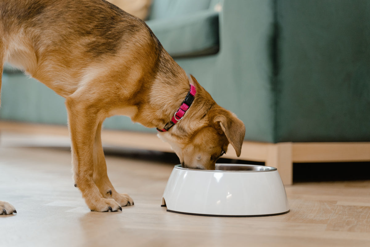 Bruine hond eet uit een voerbak