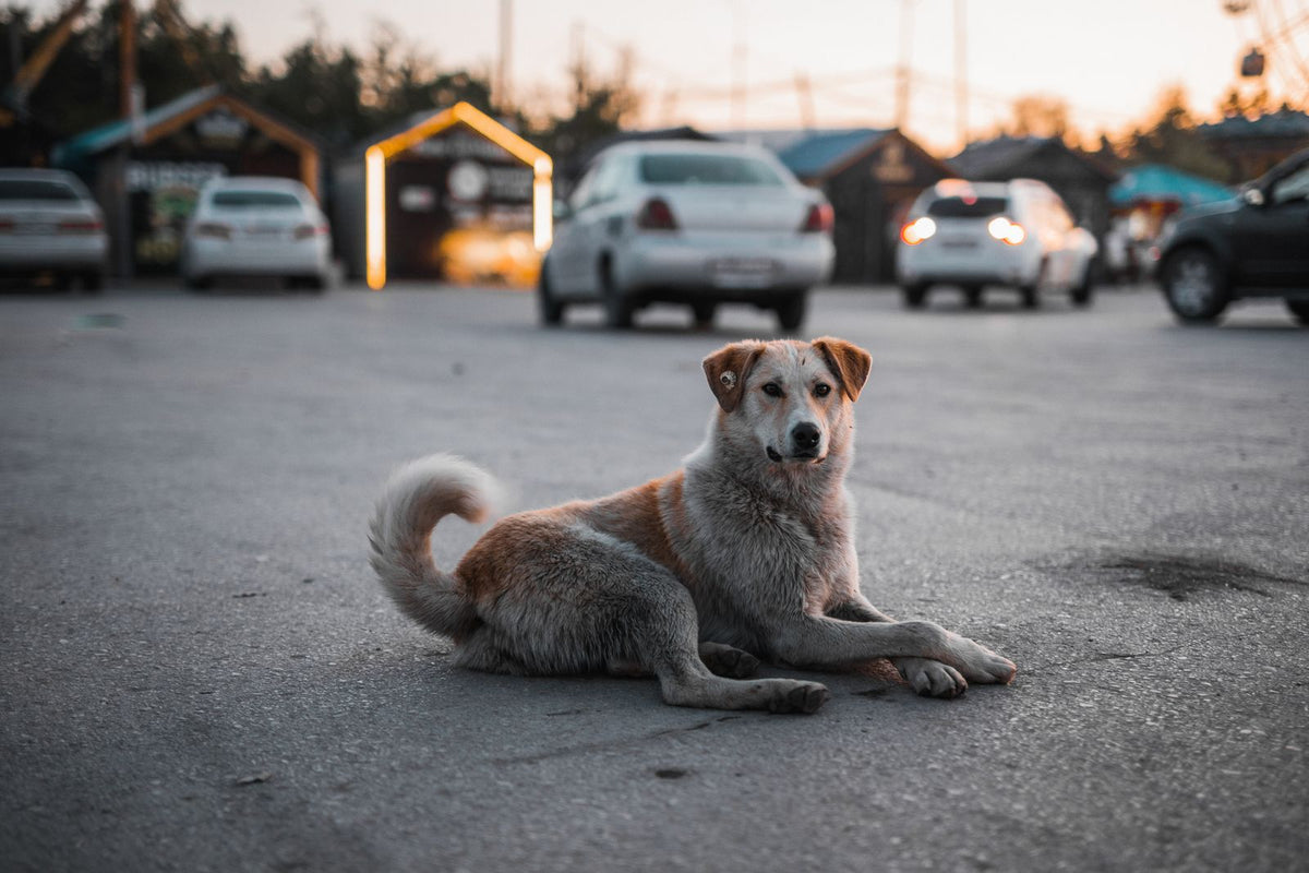 Hond met modder in zijn vacht na een wandeling buiten