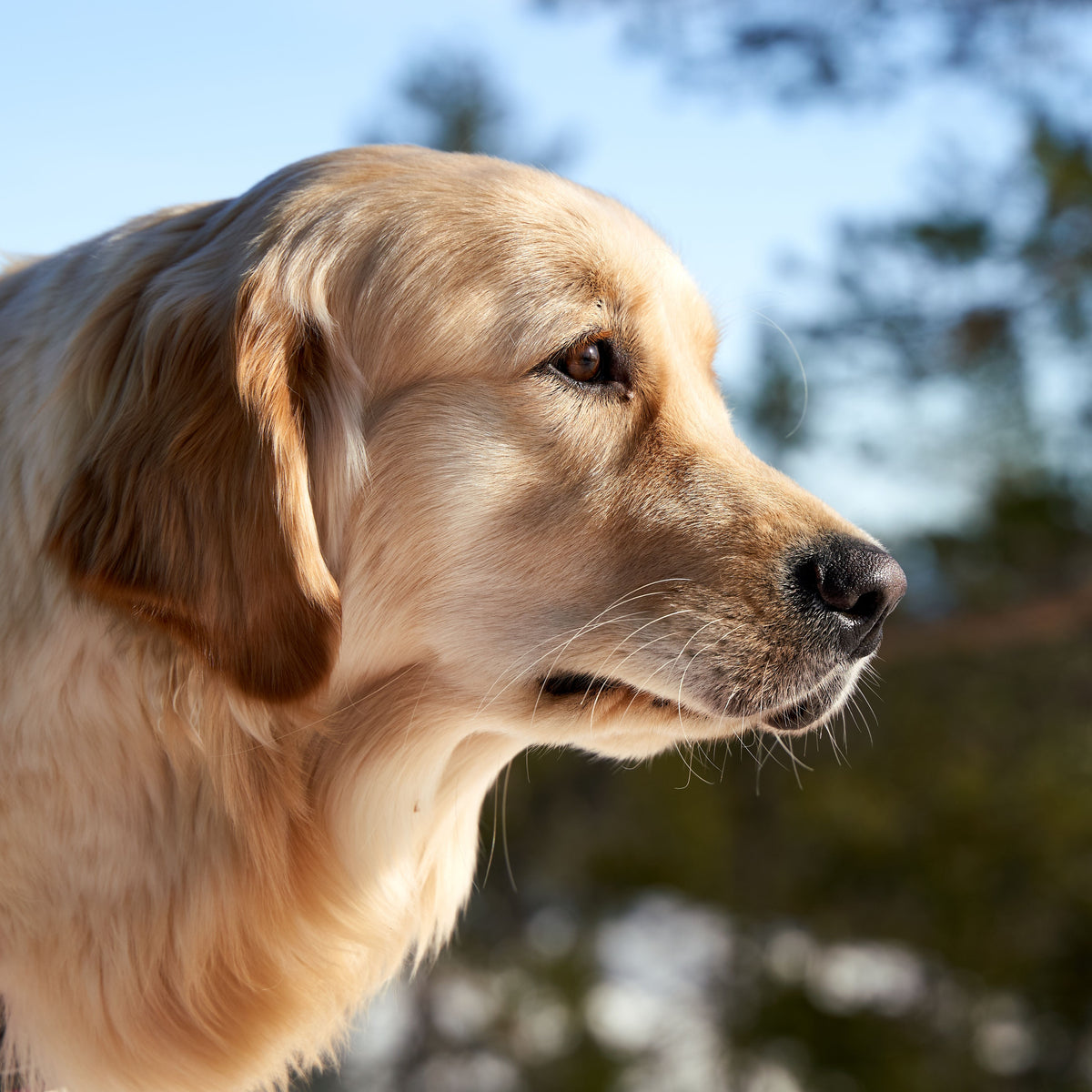 Golden retriever met dikke, zachte vacht in close-up