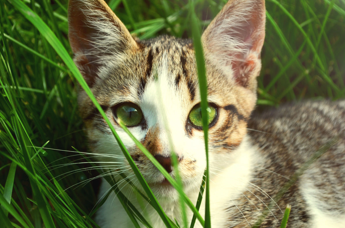 Kat sluipt laag door het gras in de tuin