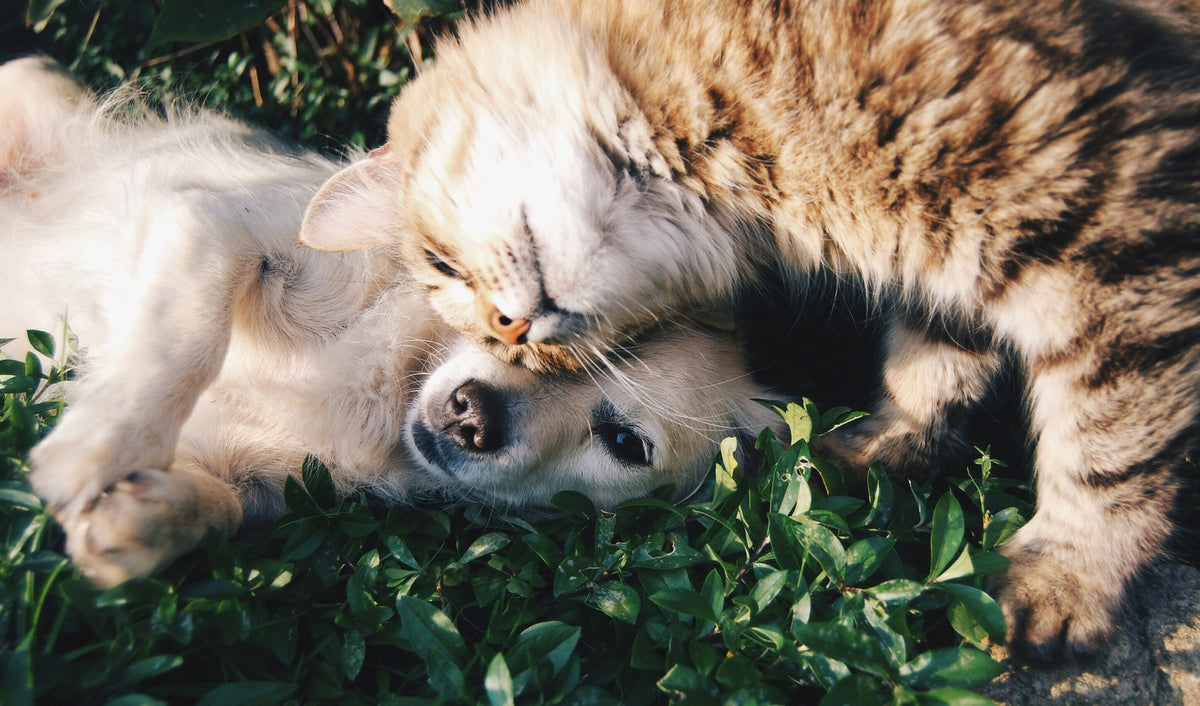 Hond en kat liggen samen in het gras