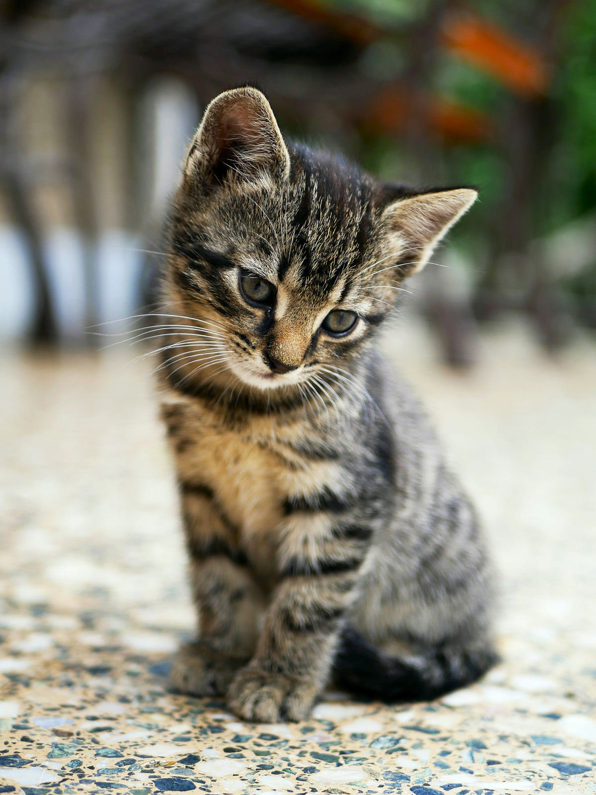 Getijgerd kitten dat rustig op de grond zit