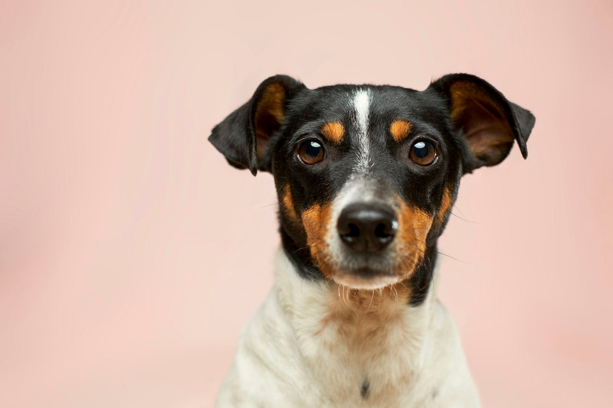 Natte hond wordt afgedroogd na het zwemmen