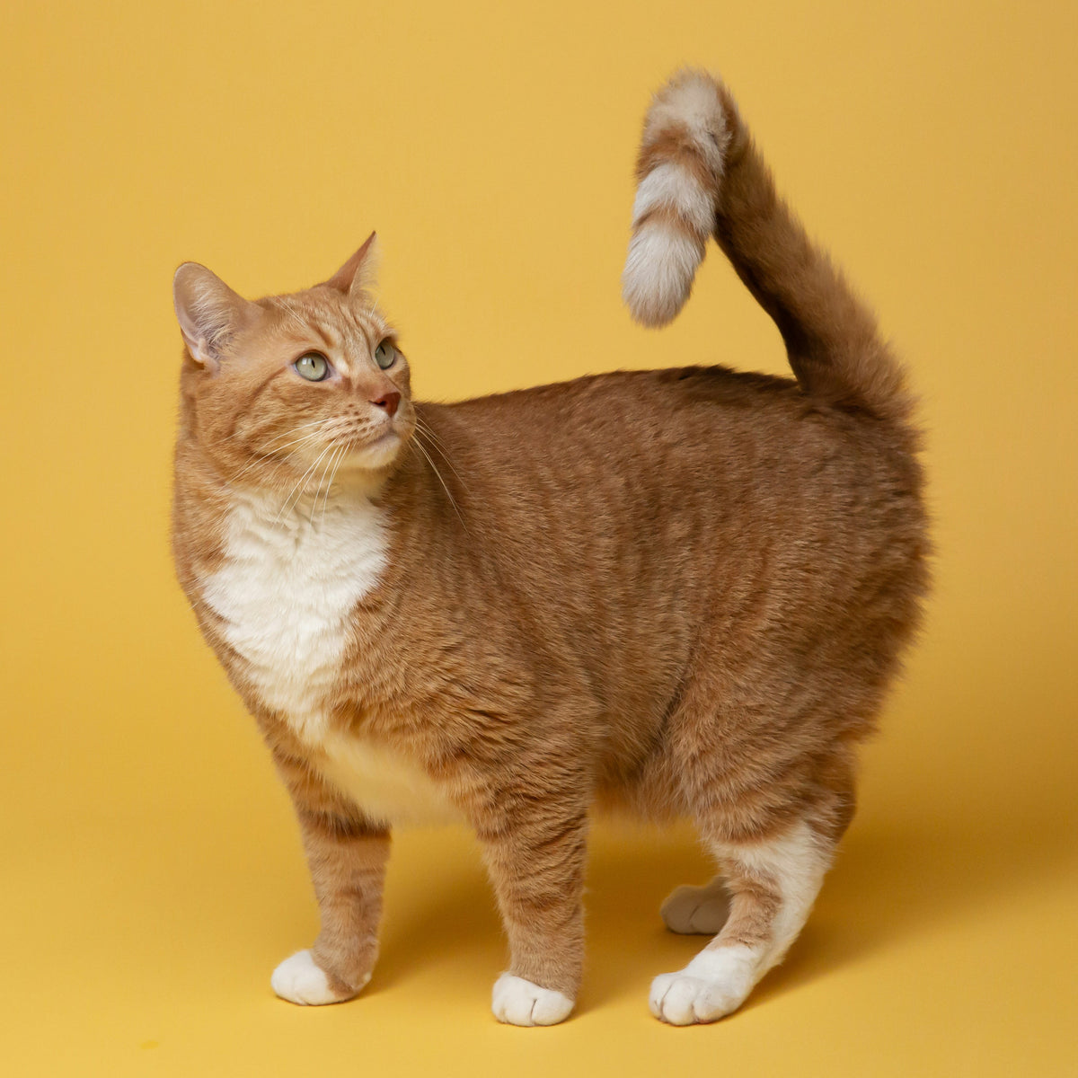 Rood-witte kat in een studio met gele achtergrond