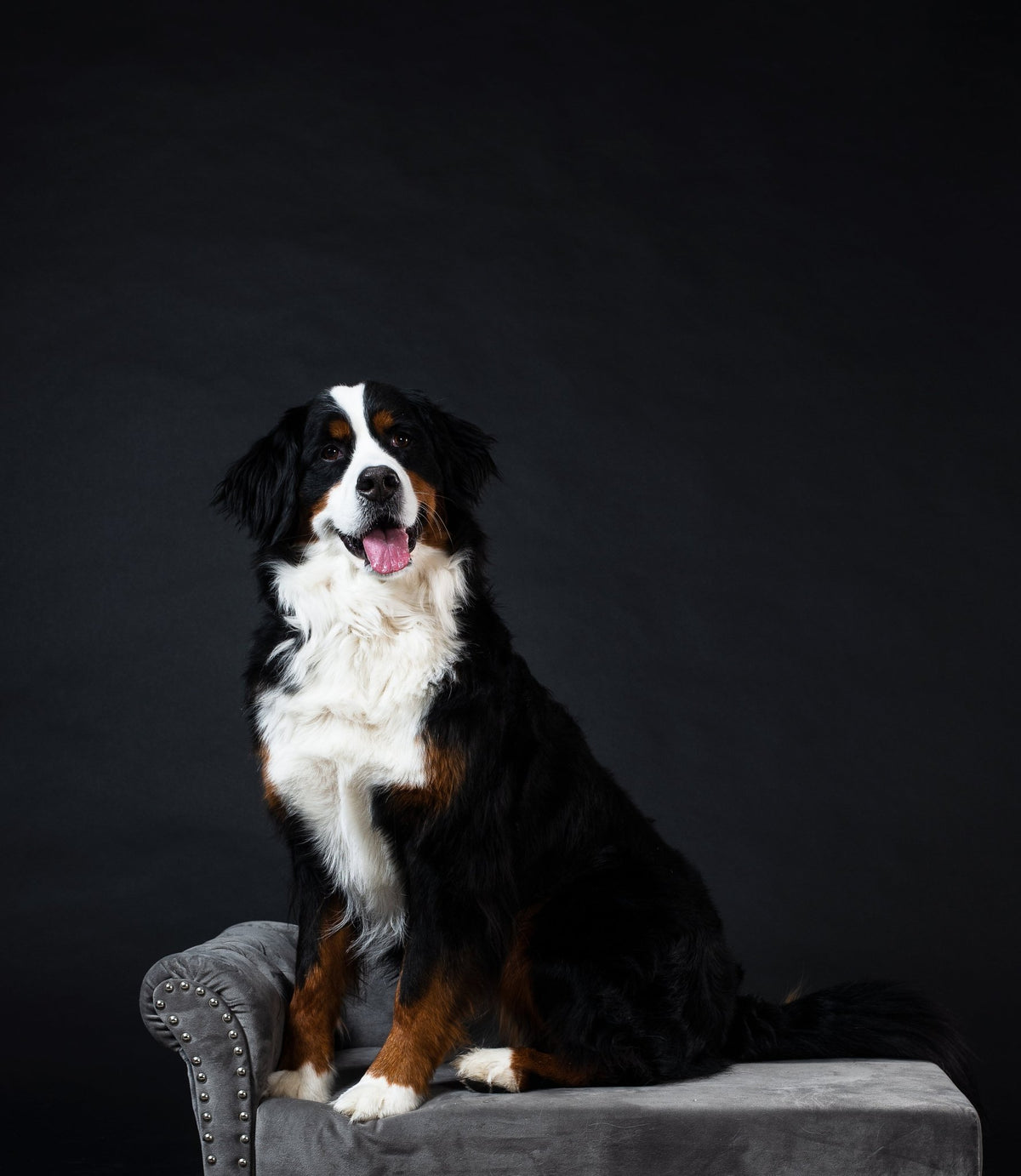 What are the 10 best dog names - SmartPaw
