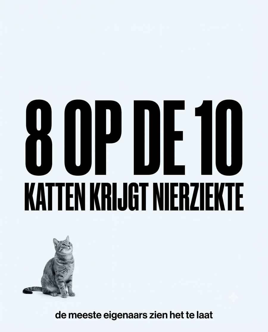 Grey tabby cat looking up beside the text '8 out of 10 cats develop kidney disease'