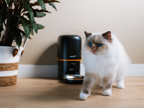 Automatic feeding without stress