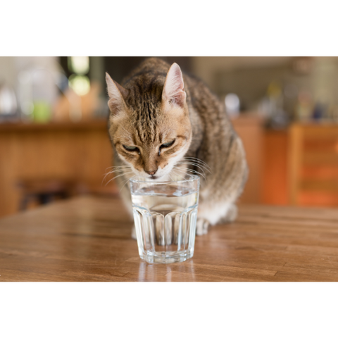 5 Signalen dat je kat te weinig drinkt (en wat jij eraan kunt doen)