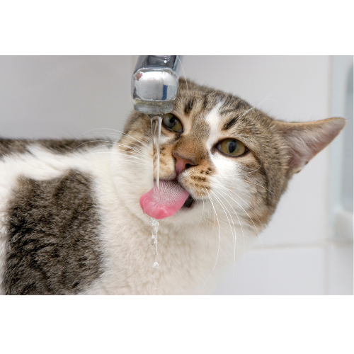 Waarom je kat meer of minder drinkt + dé oplossing