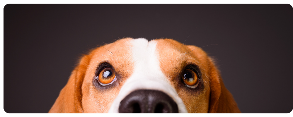 Langharige hond met losse haren op de bank