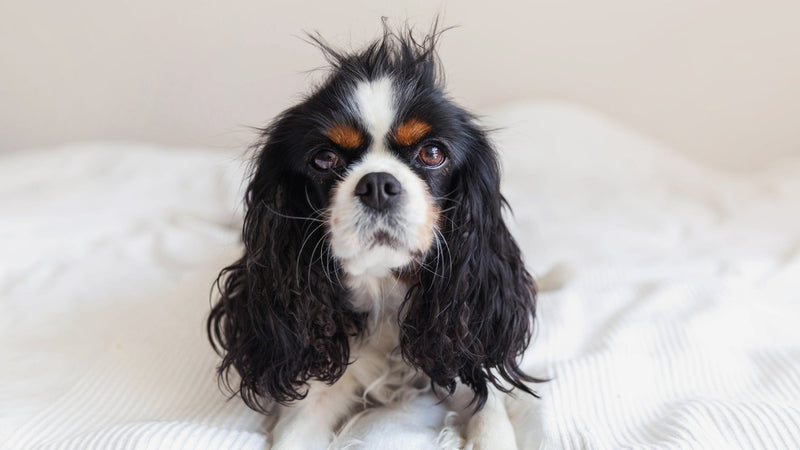 How Often Should You Brush Your Dog and Why It’s Important - SmartPaw