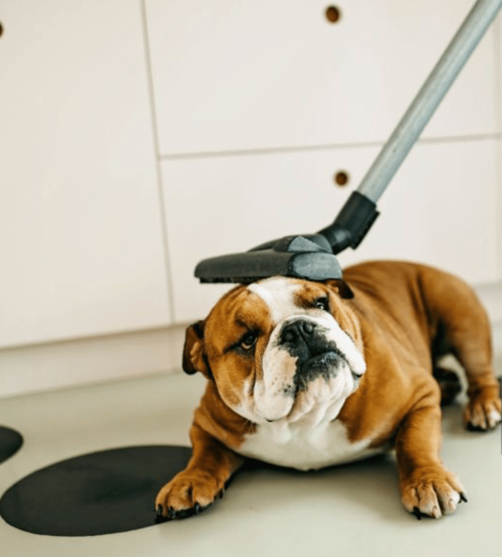How to Get My Dog Used to the Vacuum Cleaner - SmartPaw