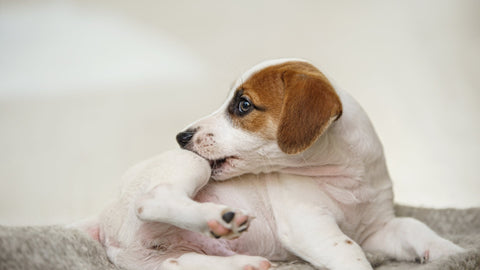 How to Recognize and Treat Allergies in Dogs - SmartPaw