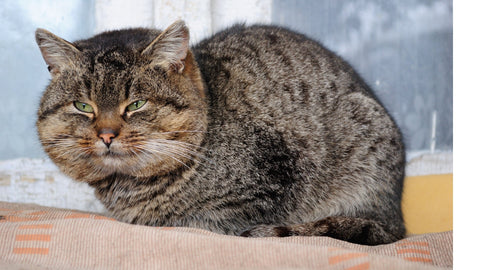 Is My Pet Overweight? How to Determine the Ideal Weight for Your Cat or Dog - SmartPaw