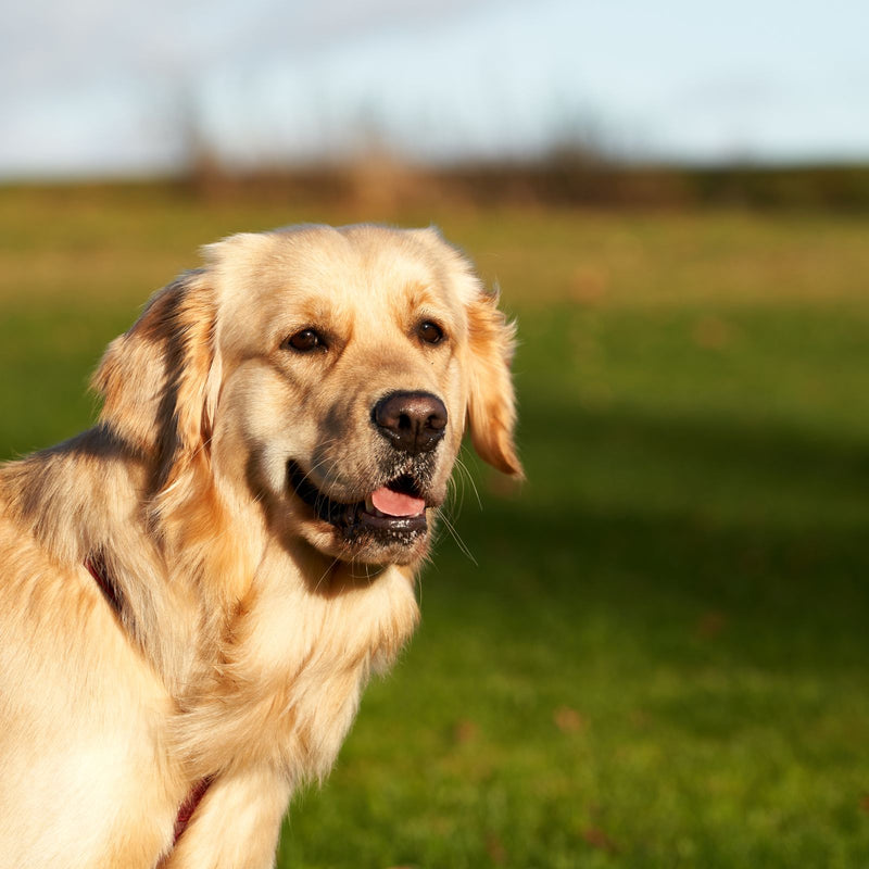 Hond met dikke vacht wordt verzorgd