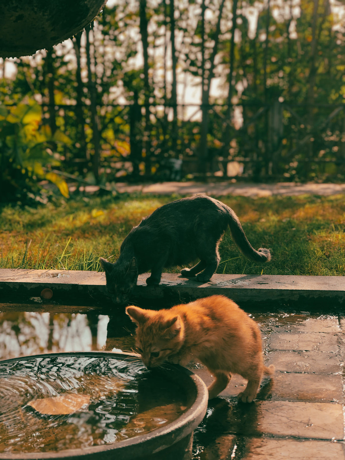 Kat drinkt water