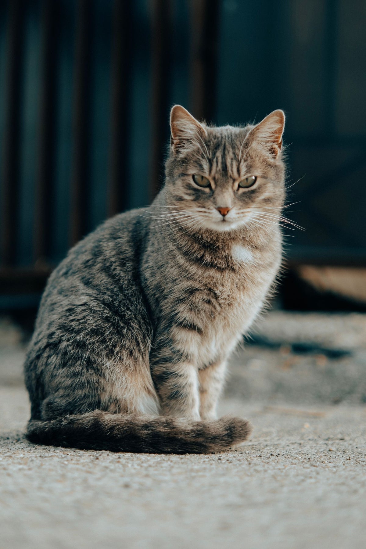 Gezonde kat zit rechtop in het gras
