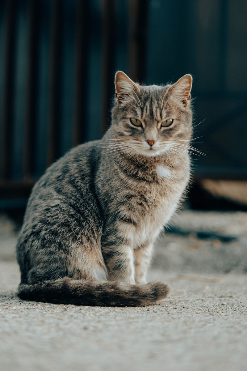 Gezonde kat zit rechtop in het gras