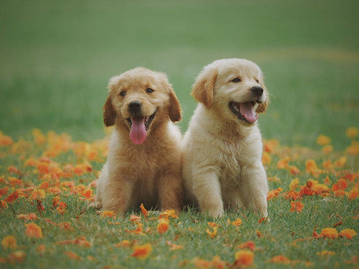 Hond die buiten in het gras ligt en rustig uitrust