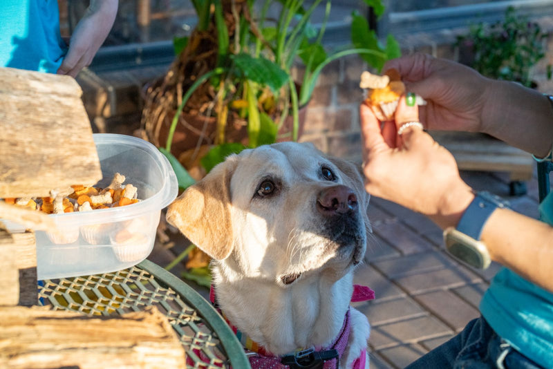 Vrouw geeft haar hond een snoepje als beloning