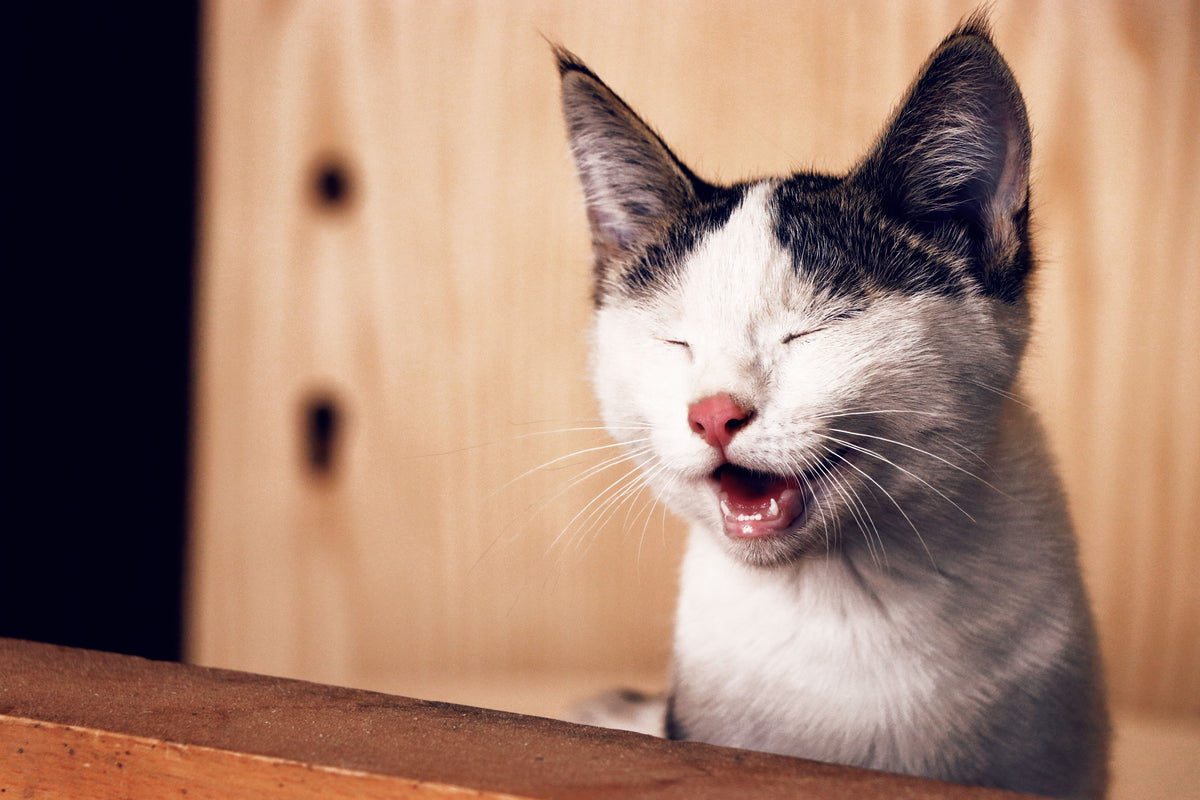 Close-up van een kat die geeuwt en haar tanden toont