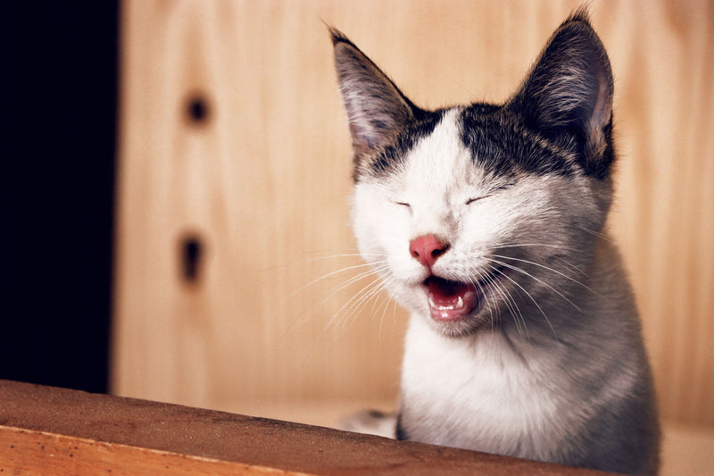 Close-up van een kat die geeuwt en haar tanden toont