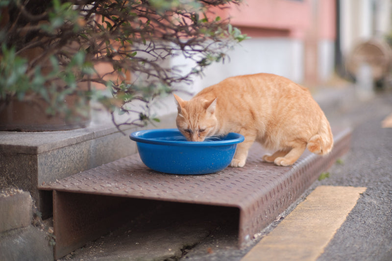 Oranje kat drinkt water uit een kom