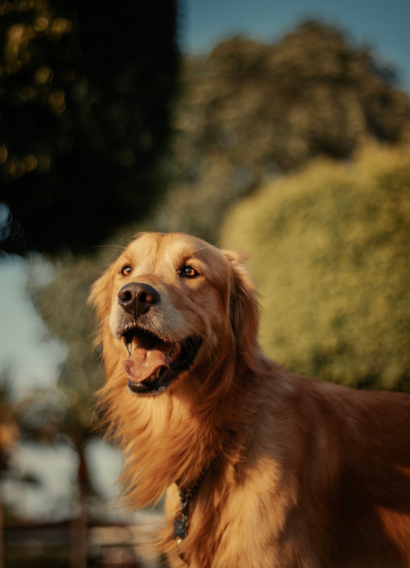 Hond met tong uit de bek, hijgend na het spelen
