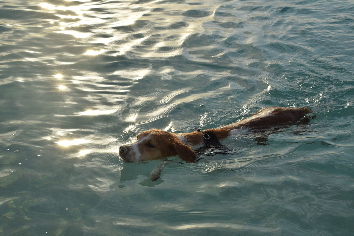 Hond zwemt in open water tijdens een warme zomerdag