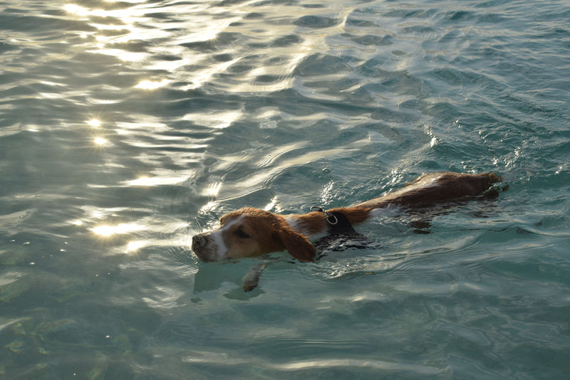Hond zwemt in open water tijdens een warme zomerdag